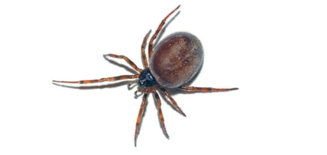 False Widow Spider