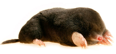 Mole Control