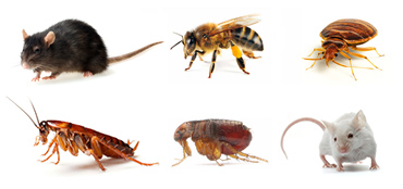 Terminator Pest and vermin Control