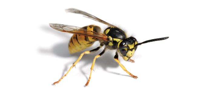 Wasps